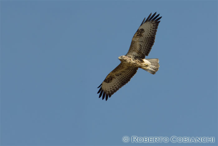 Poiana in volo - aggiunta foto